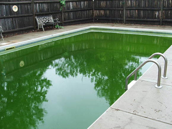 green-pool-algae-backyard