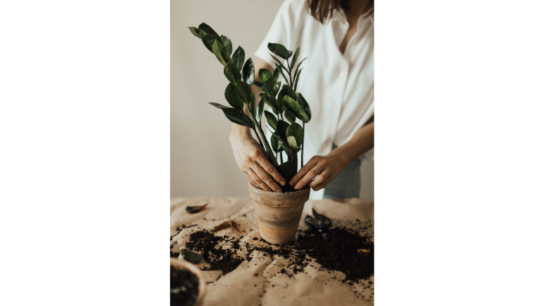 6 Low Maintenance Indoor Plants to Improve Your Mental Health ZZ Plant