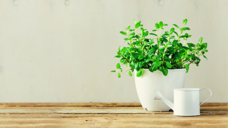 6 Low maintenance indoor plants to improve your mental health