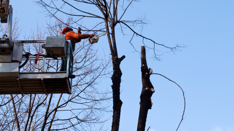 five winter tasks to prepare your perth rental trim overhanging tree branches